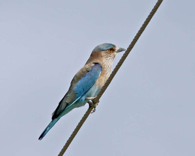 Image of Indian Roller