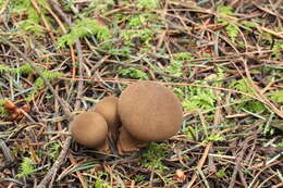 Image of Lycoperdon umbrinum Pers. 1801