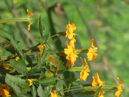 Imagem de Crossandra infundibuliformis (L.) Nees