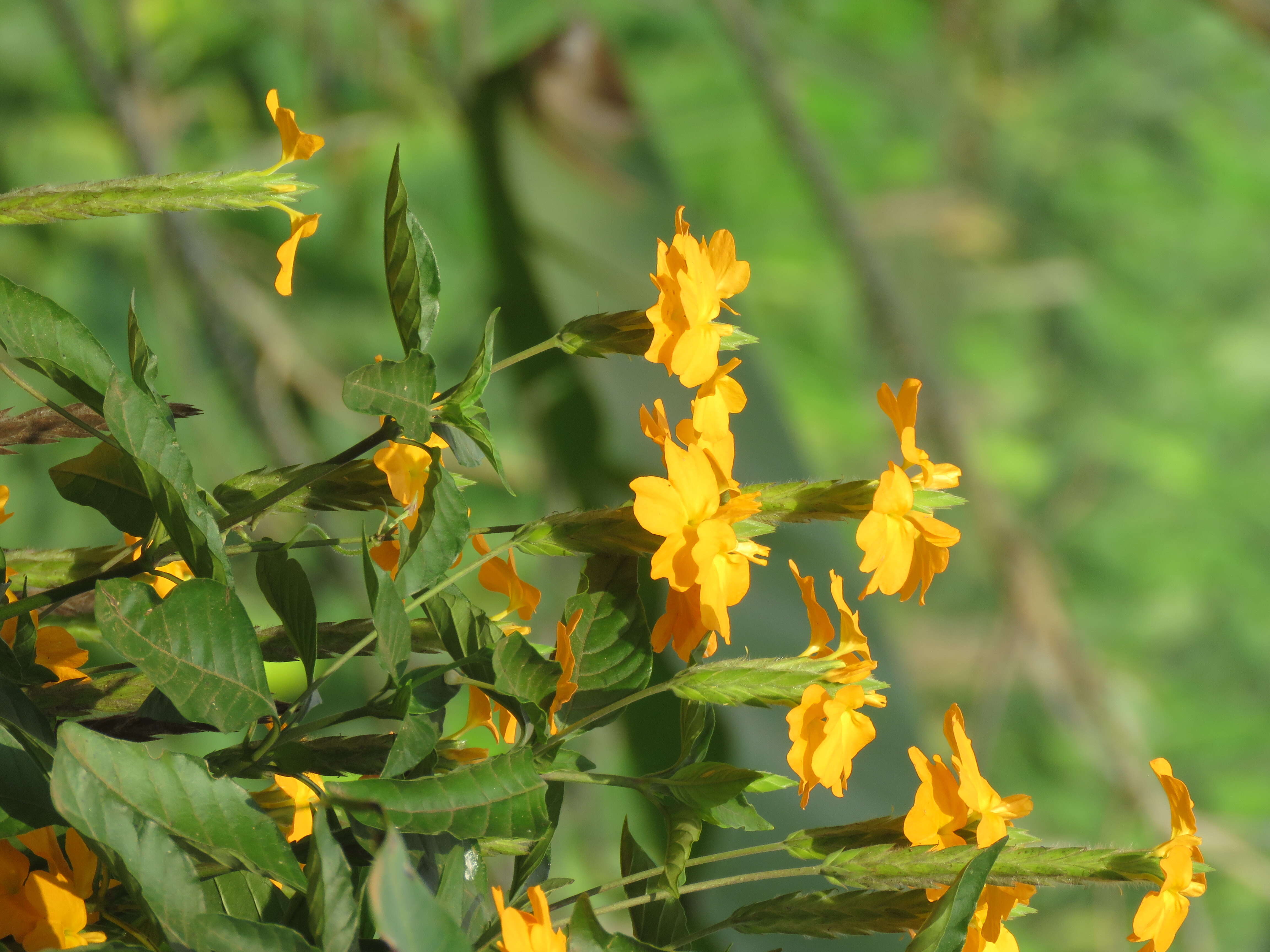 Imagem de Crossandra infundibuliformis (L.) Nees