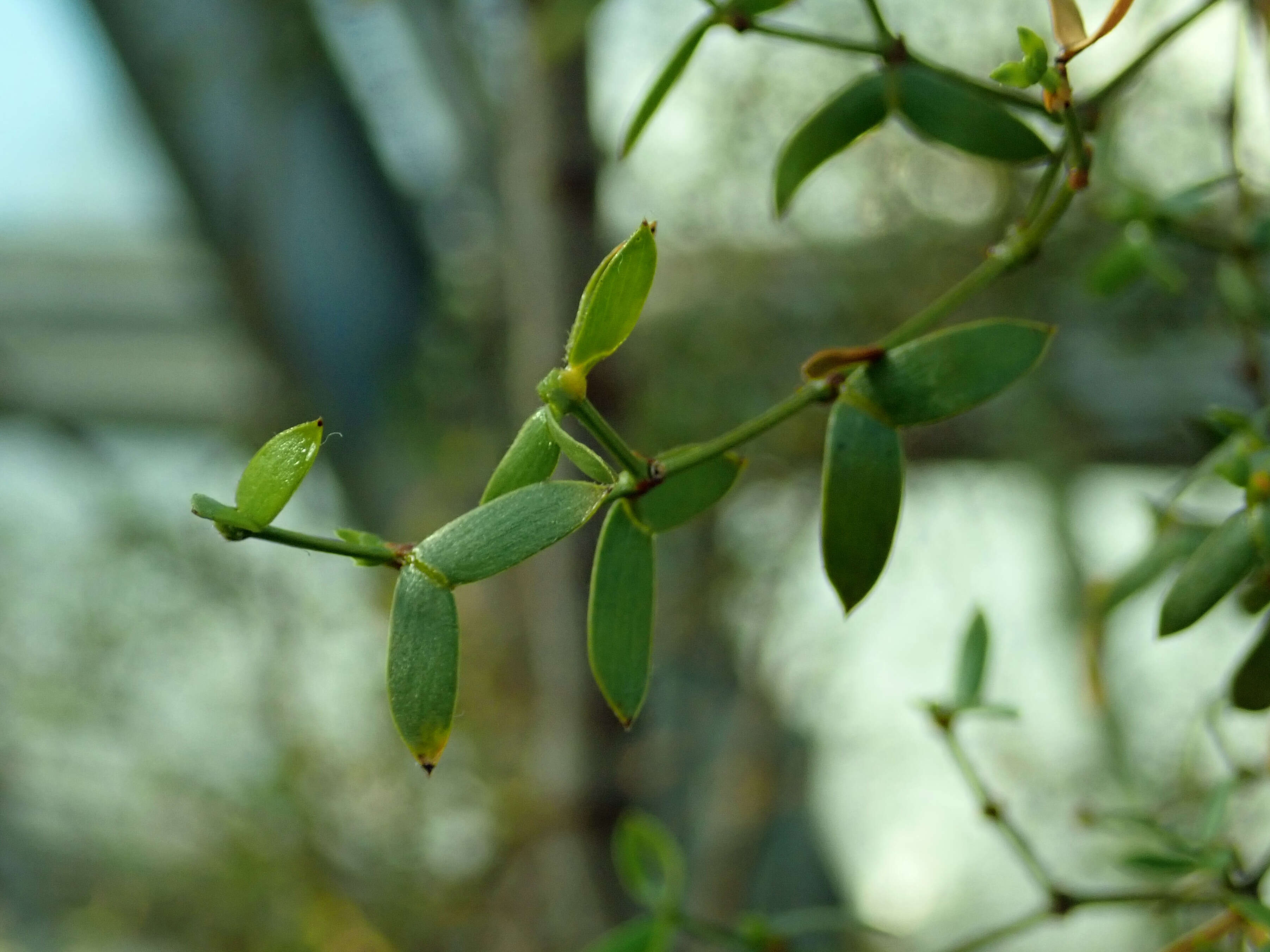 Image de Larrea divaricata Cav.