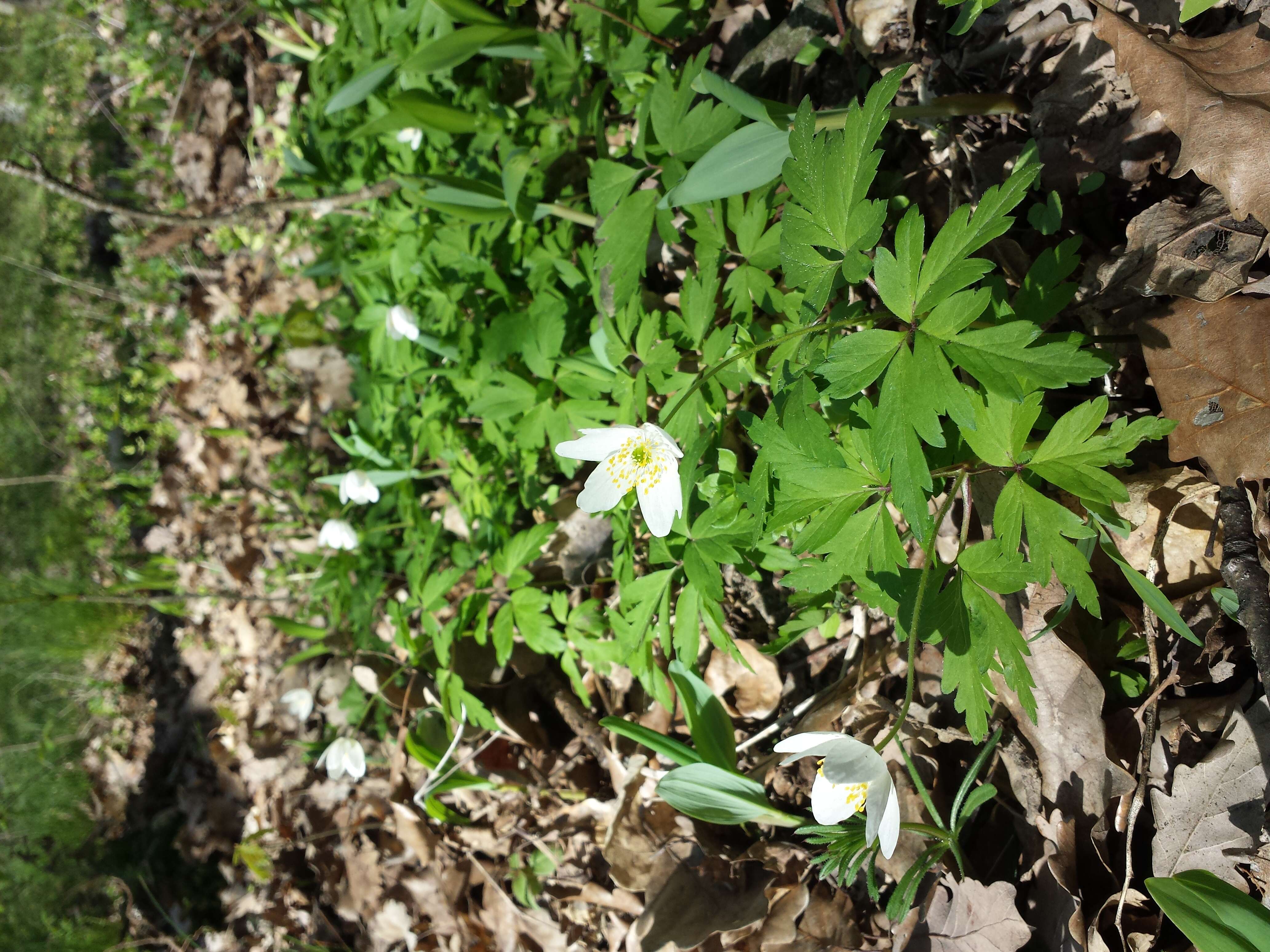 Imagem de Anemone nemorosa L.