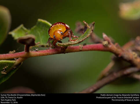 Image of Sumac Flea Beetle