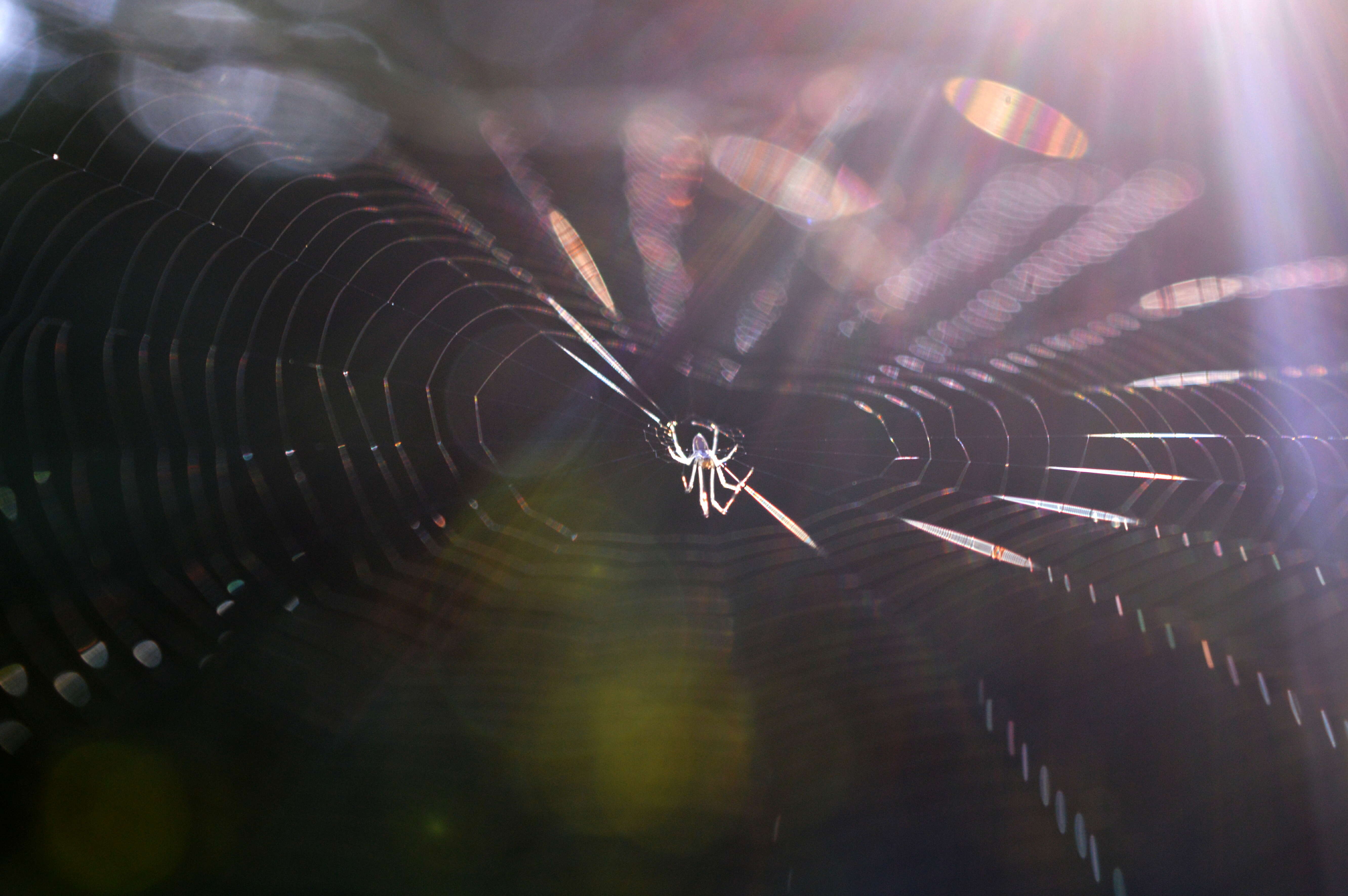 Image of Araneus