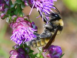 Imagem de Liatris aspera Michx.