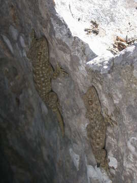 Image of Fan-fingered gecko