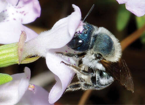 Imagem de Clinopodium ashei (Weath.) Small