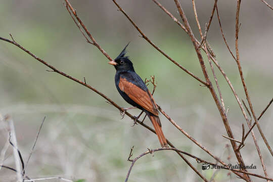 Plancia ëd Emberiza lathami Gray & JE 1831