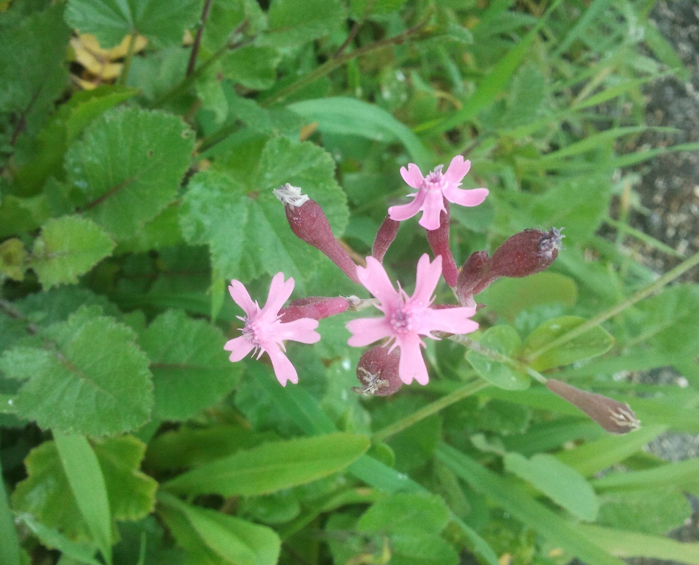 Silene aegyptiaca (L.) L. fil.的圖片