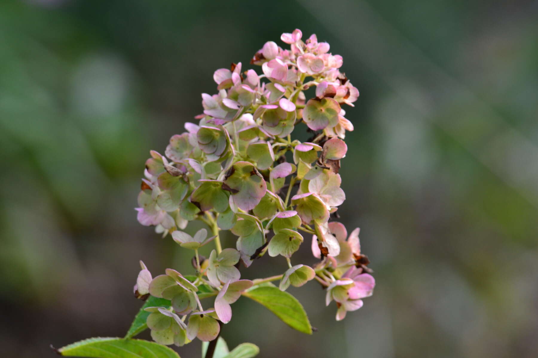 Image of panicled hydrangea