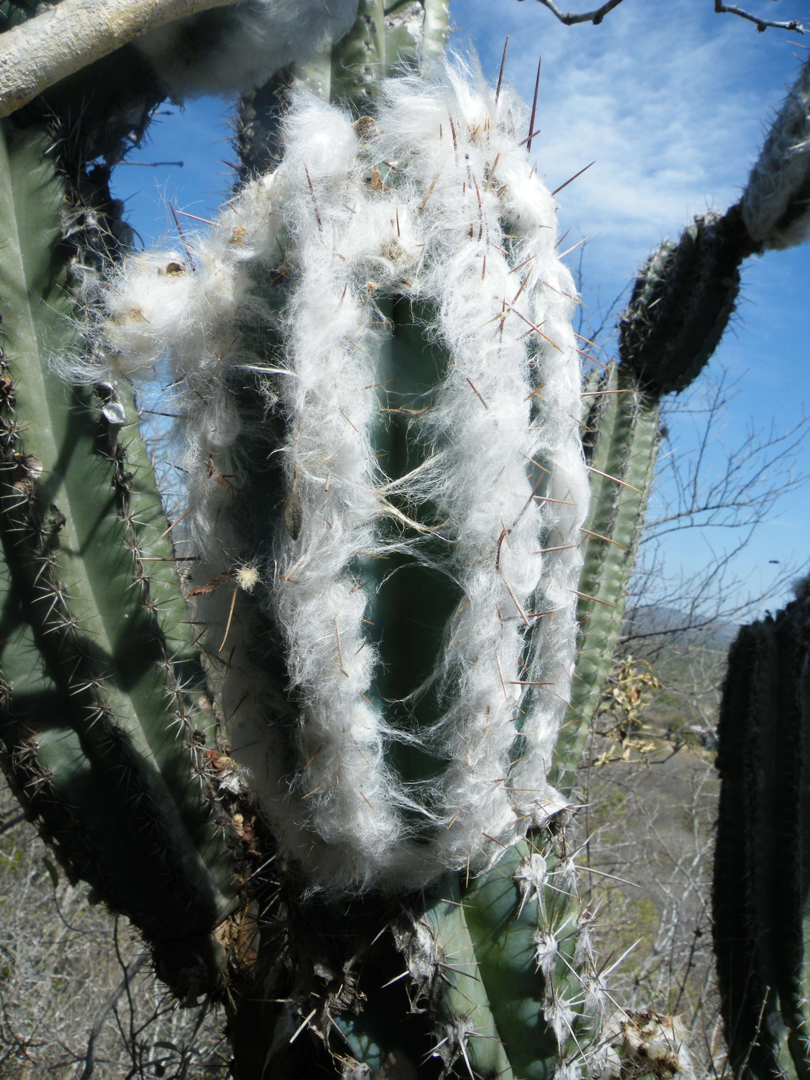 Image of Pilosocereus leucocephalus (Poselg.) Byles & G. D. Rowley