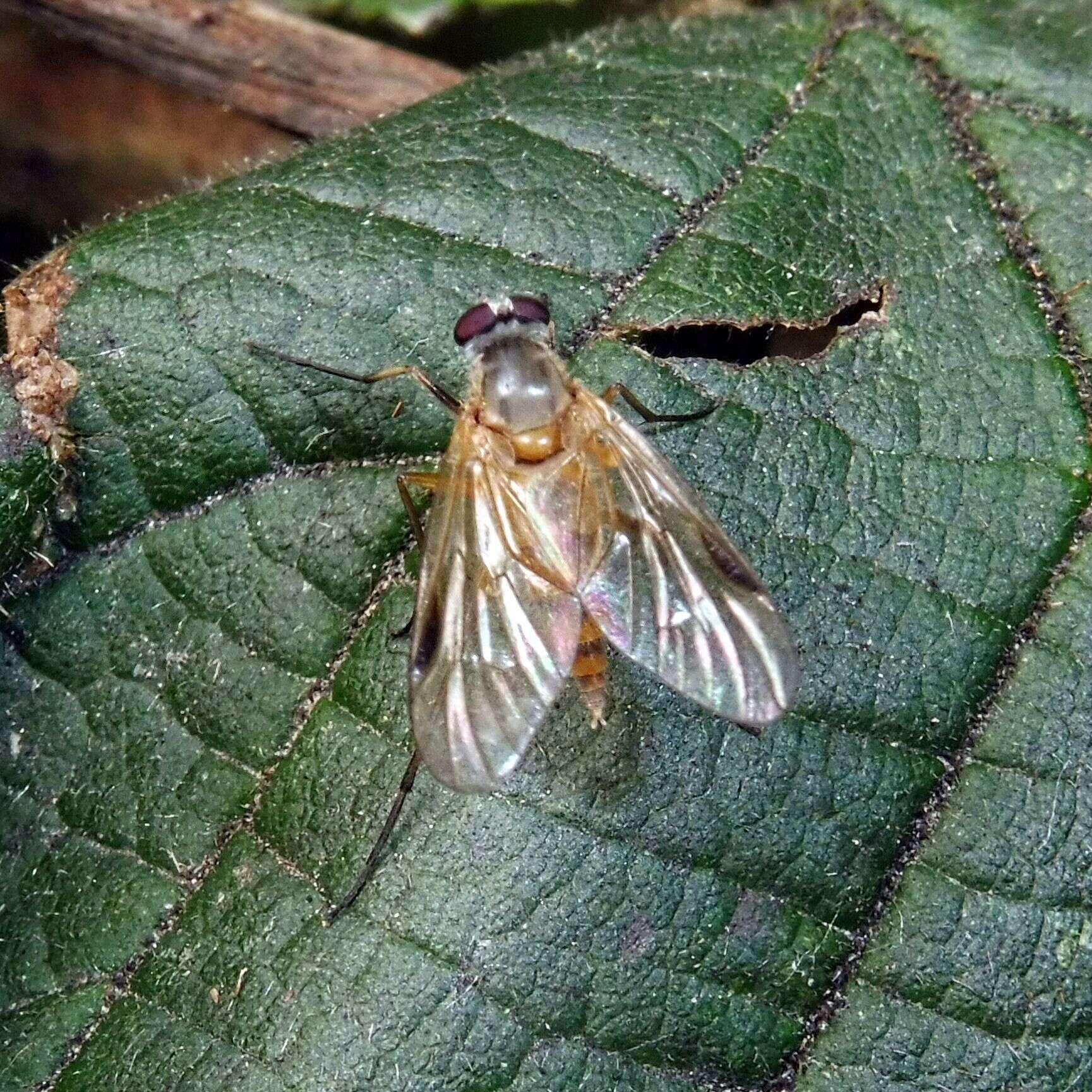 Image of Small Fleck-winged Snipe Fly