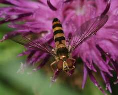 Image of Banded Meliscaeva