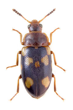 Image of Tetratoma ancora