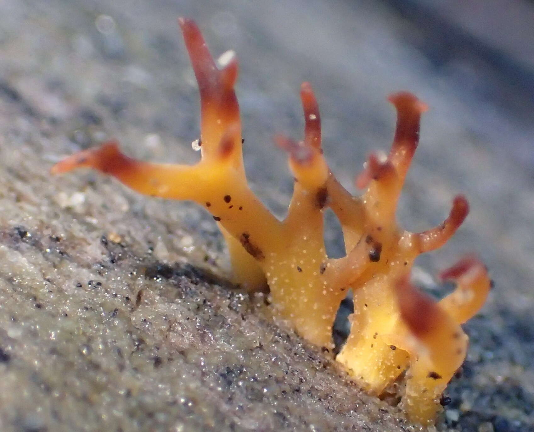 Image of Calocera cornea (Batsch) Fr. 1827