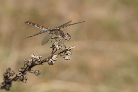 Image of Common Darter