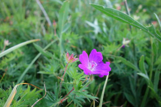 Image of Himalayan Crane's-bill