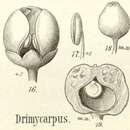Image of Drimycarpus