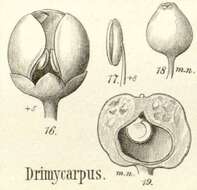 Image de Drimycarpus