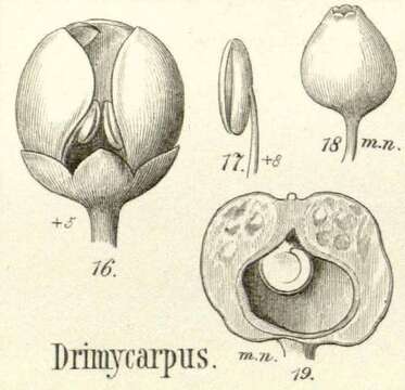 Image of Drimycarpus