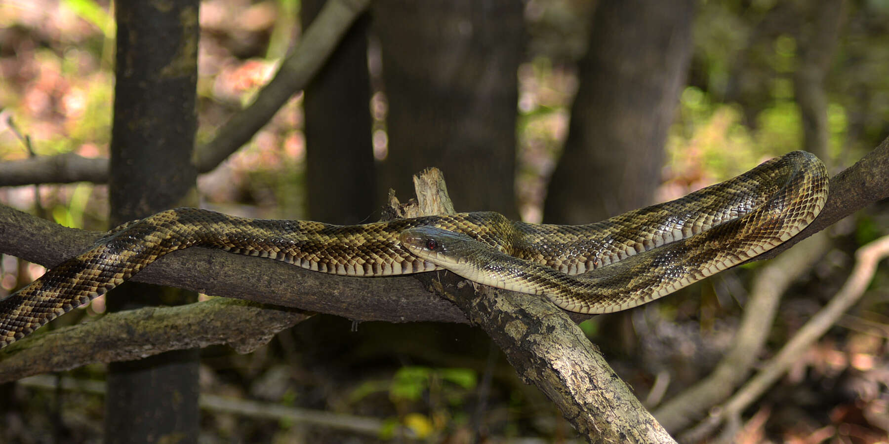 Image of Rat snakes