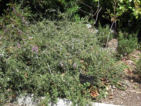 Imagem de Indigofera pendula Franch.