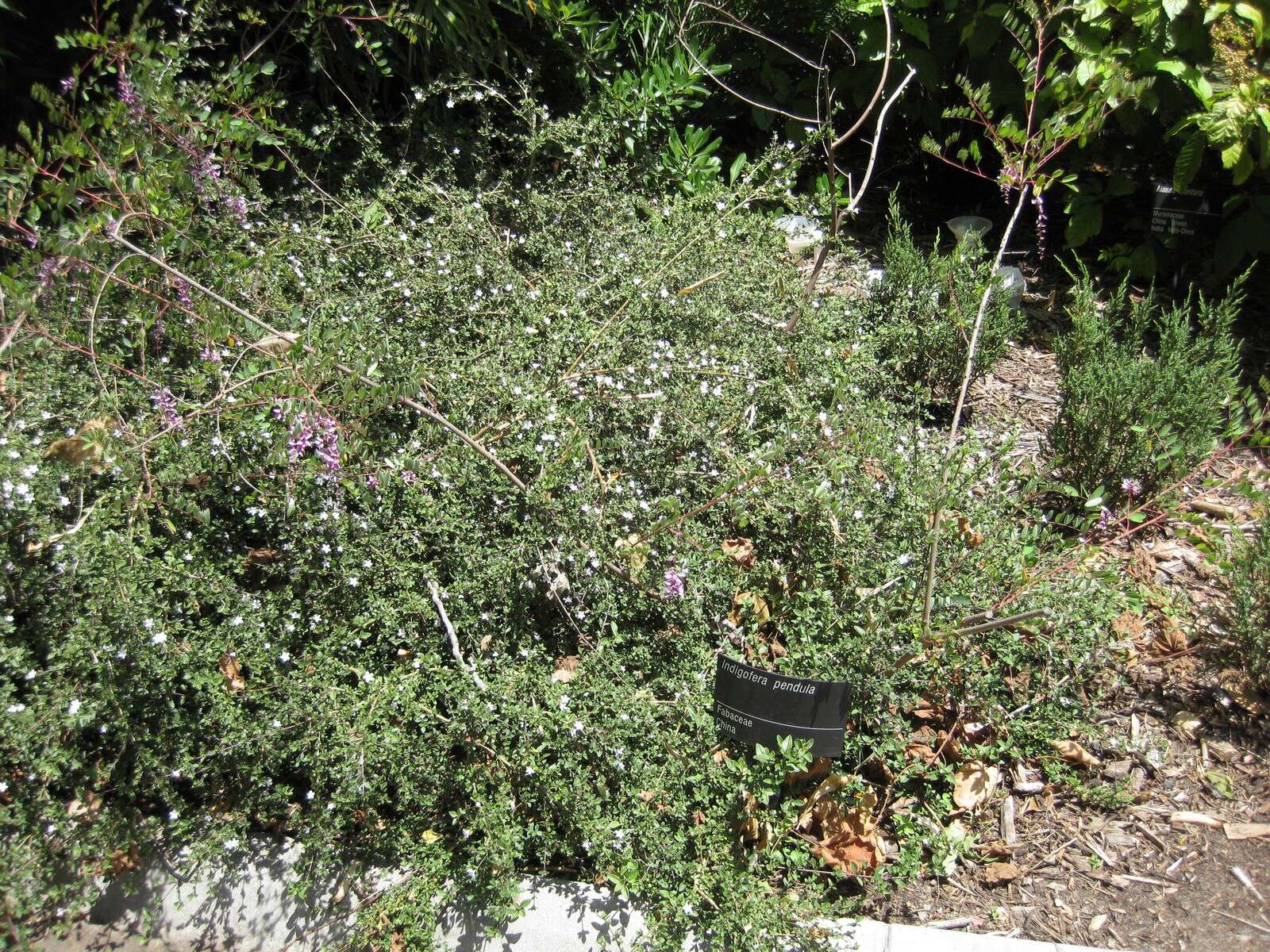 Image of Indigofera pendula Franch.