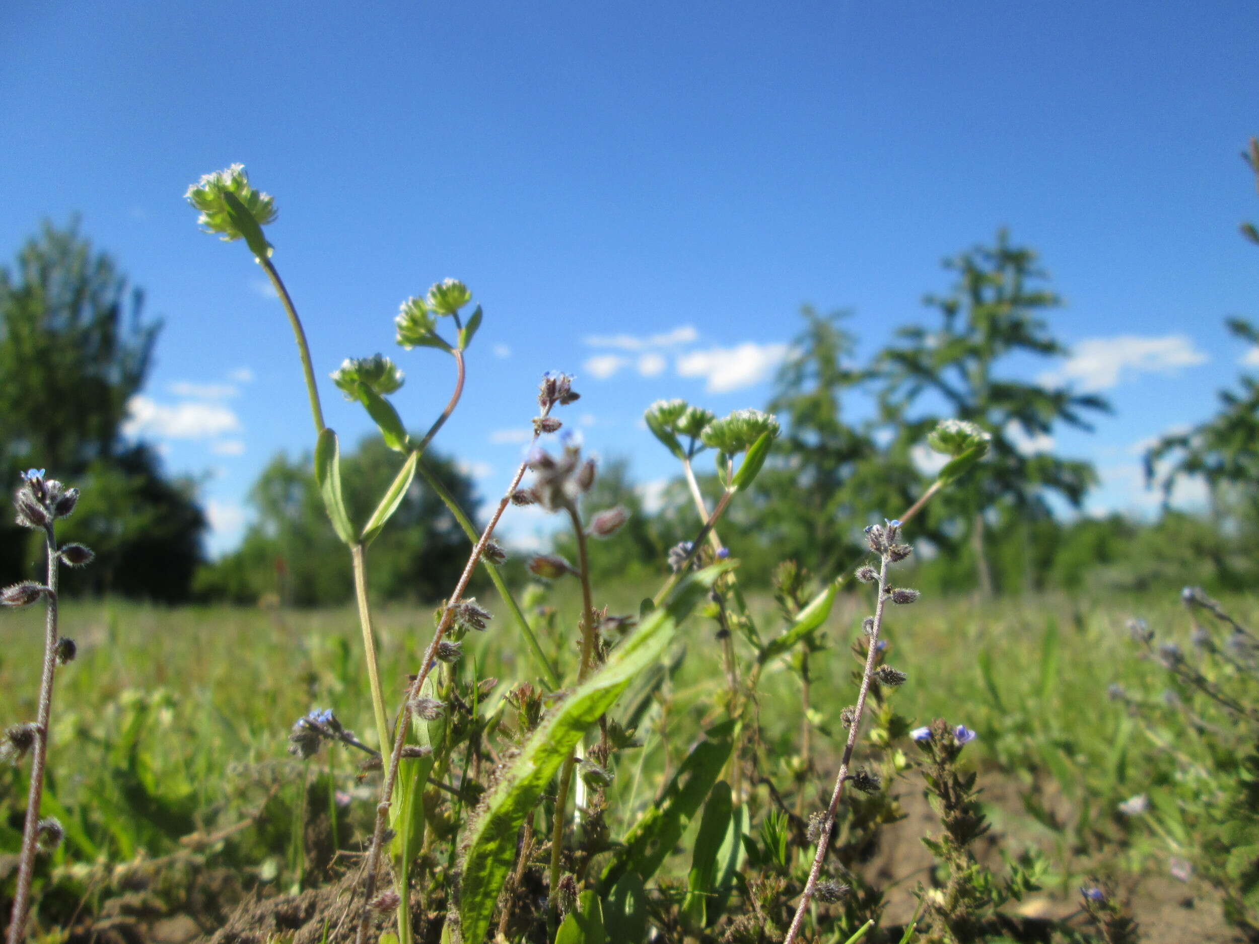 Image of Lewiston cornsalad