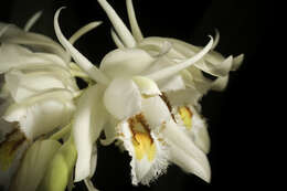 Image of Coelogyne calcicola Kerr