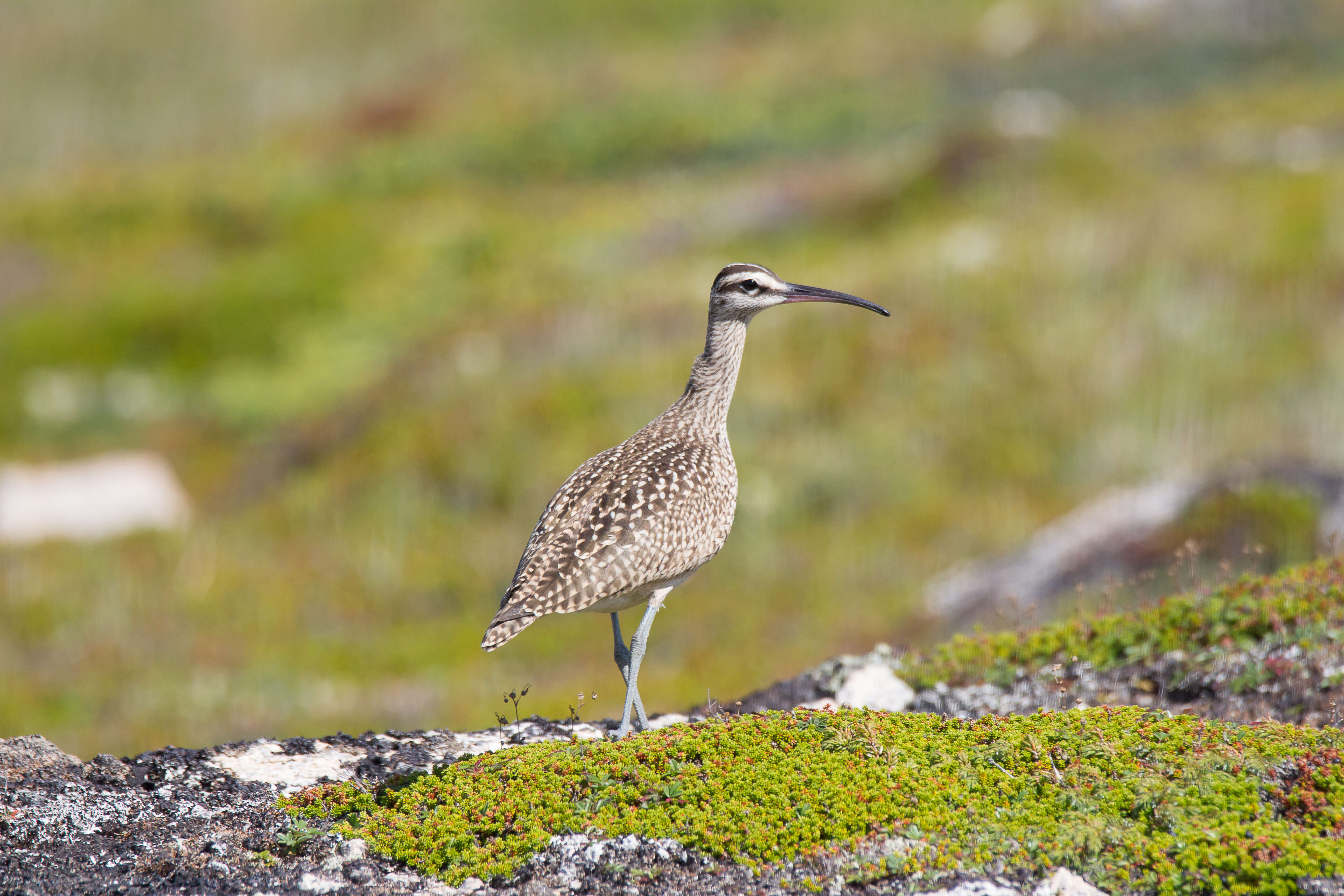 Image of Hudsonian Whimbrel