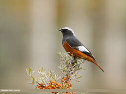 Image of Güldenstädt's Redstart