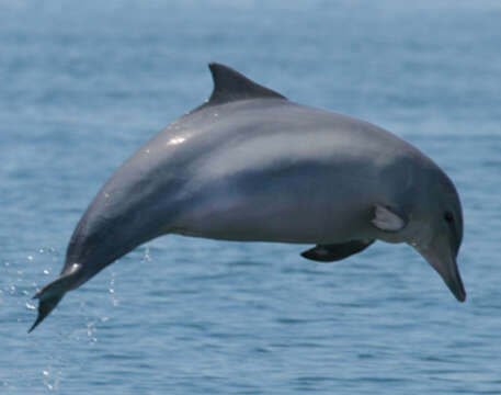 Image of Estuarine Dolphin