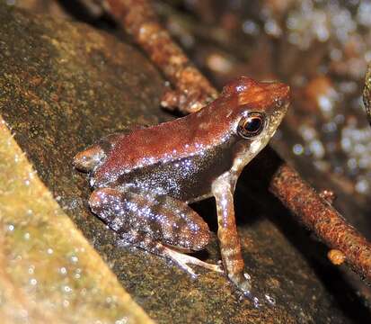 Image of crimson bush frog