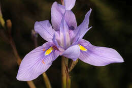 Image of blue-tulip