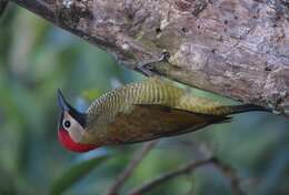 Image of Golden-olive Woodpecker