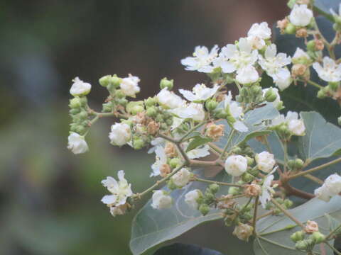 Image of Kydia calycina Roxb.