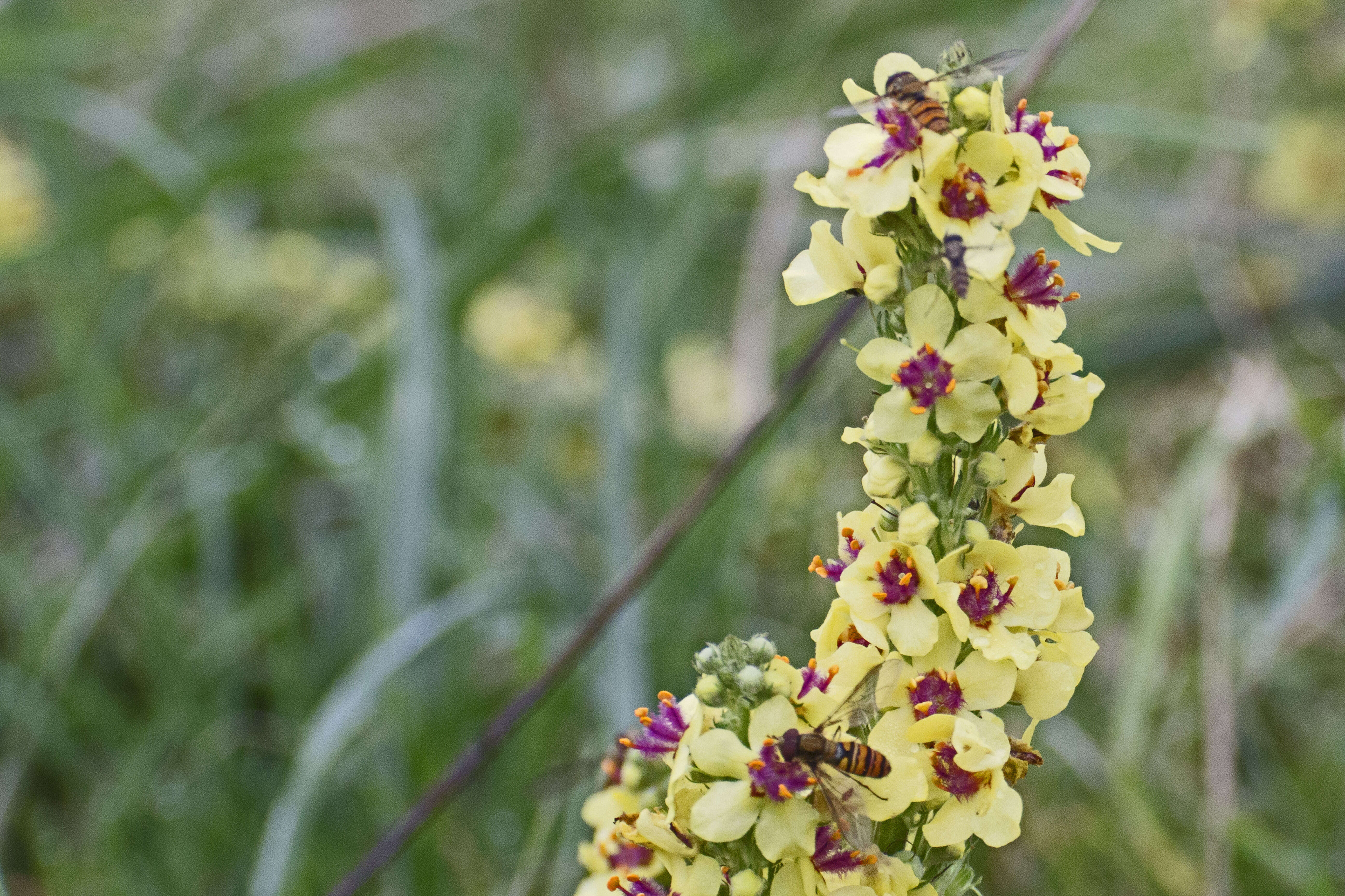 Verbascum nigrum L. resmi