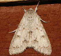 Image of Fingered Dagger Moth