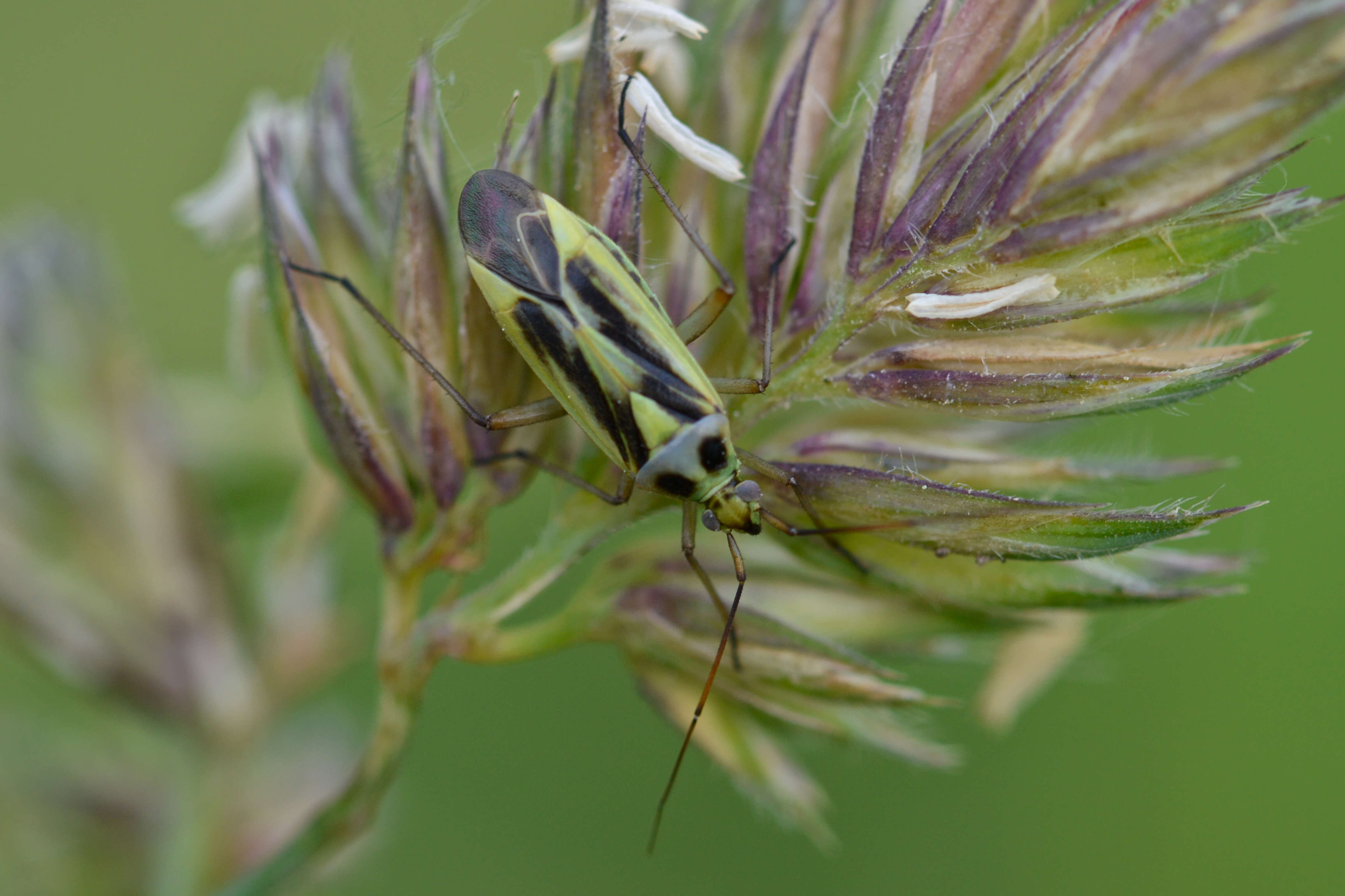 Image of Two-spotted Grass Bug