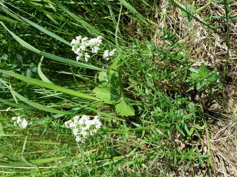 Imagem de Galium boreale L.