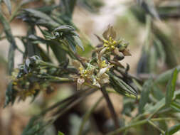 Image of blue cohosh