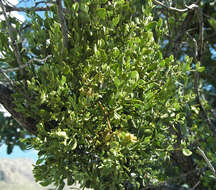 Image of oak mistletoe