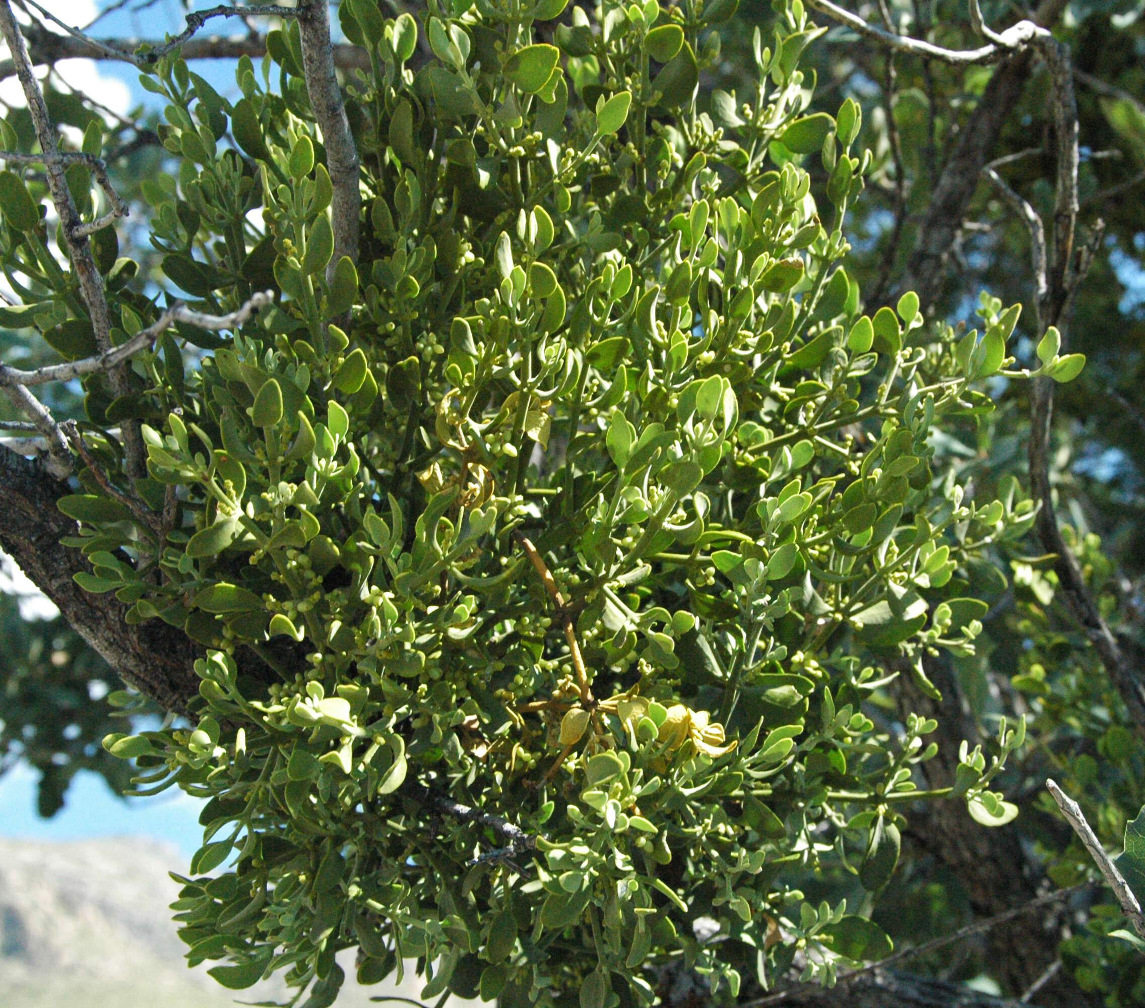 Image of oak mistletoe