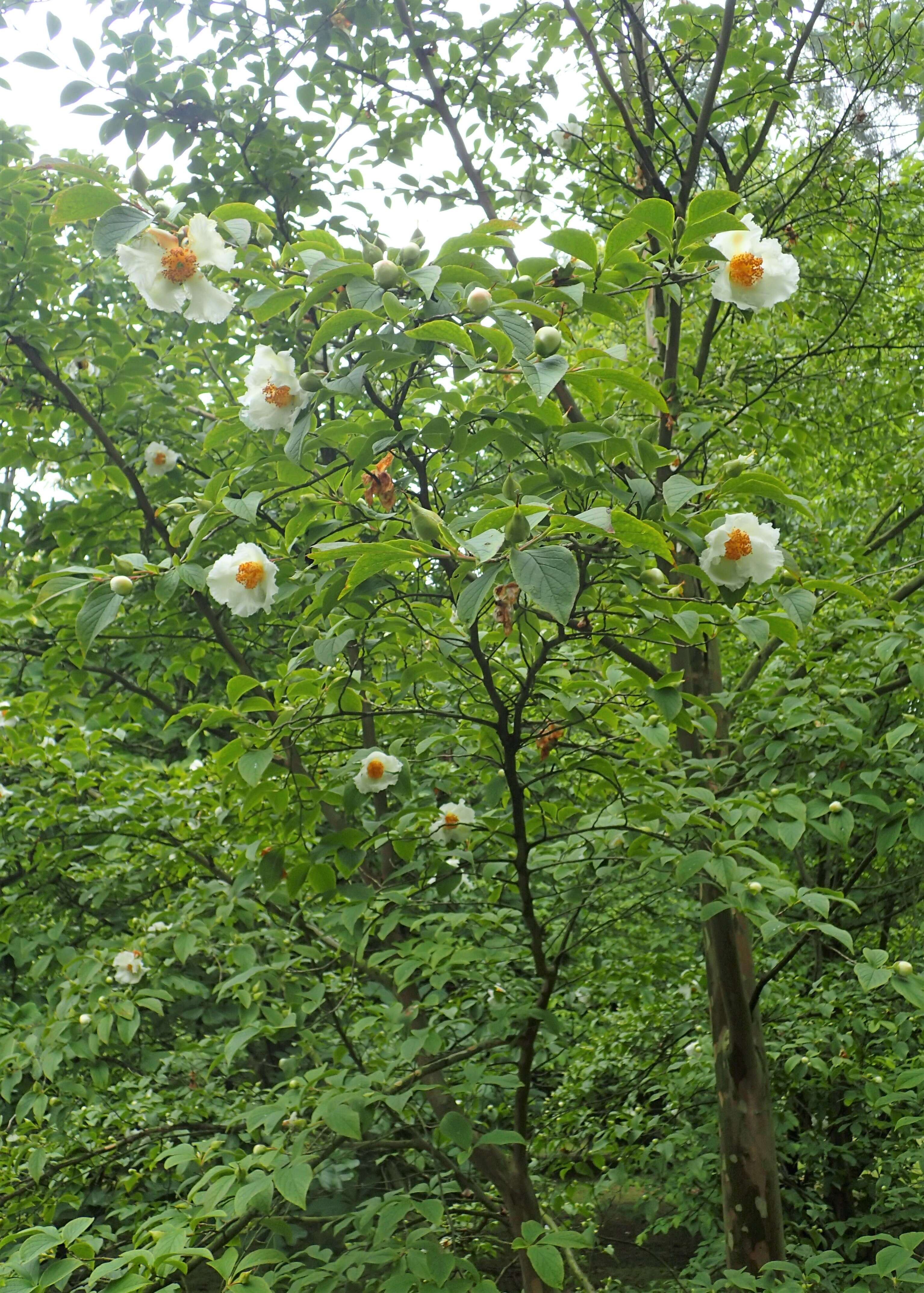 Imagem de Stewartia pseudocamellia Maxim.