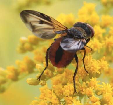 Imagem de Ectophasia crassipennis (Fabricius 1794)