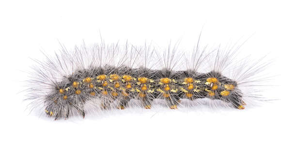 Image of Salt Marsh Moth