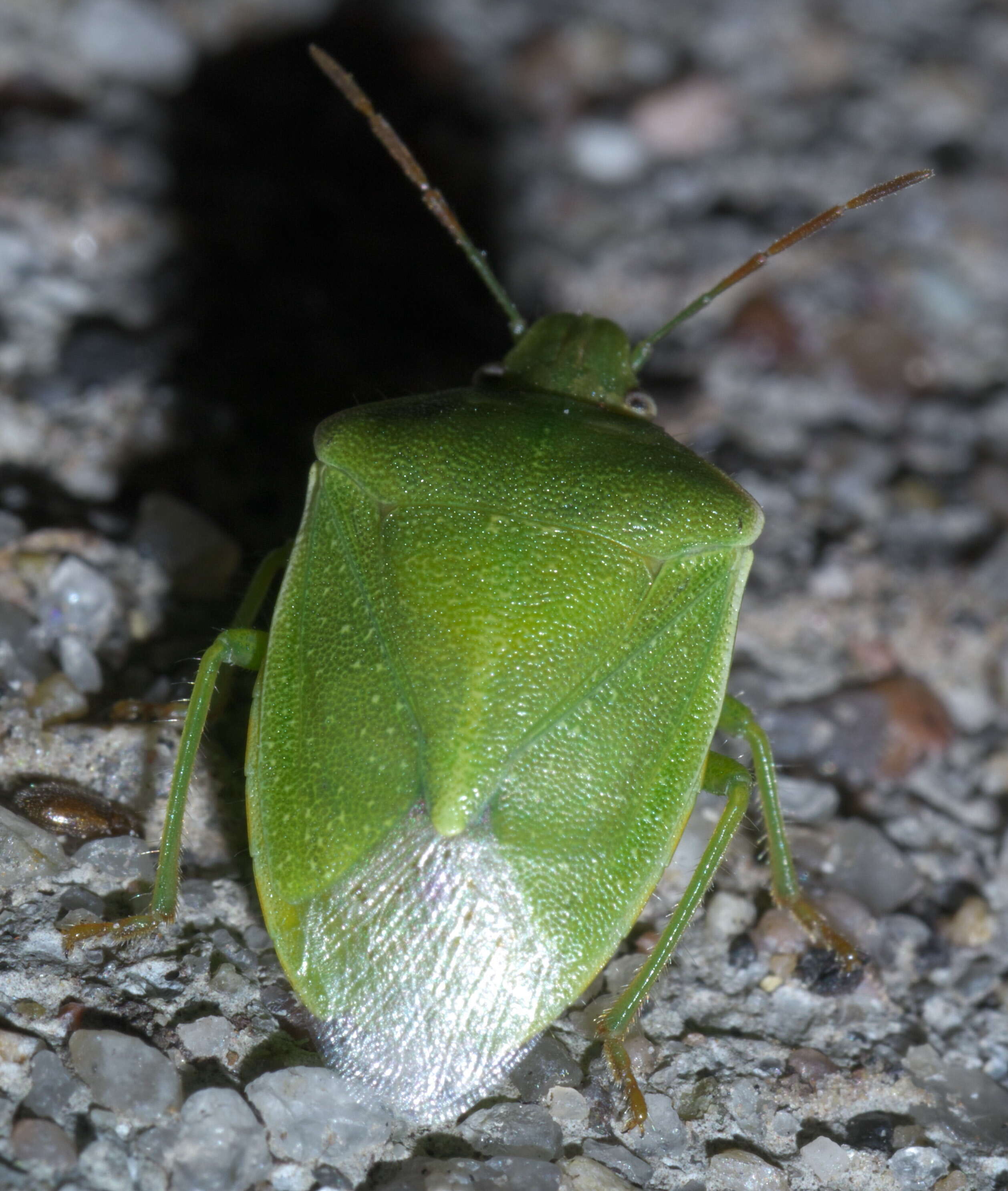 Image of Red-shouldered Stink Bug