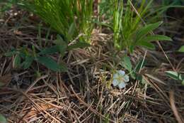 Imagem de Potentilla alba L.