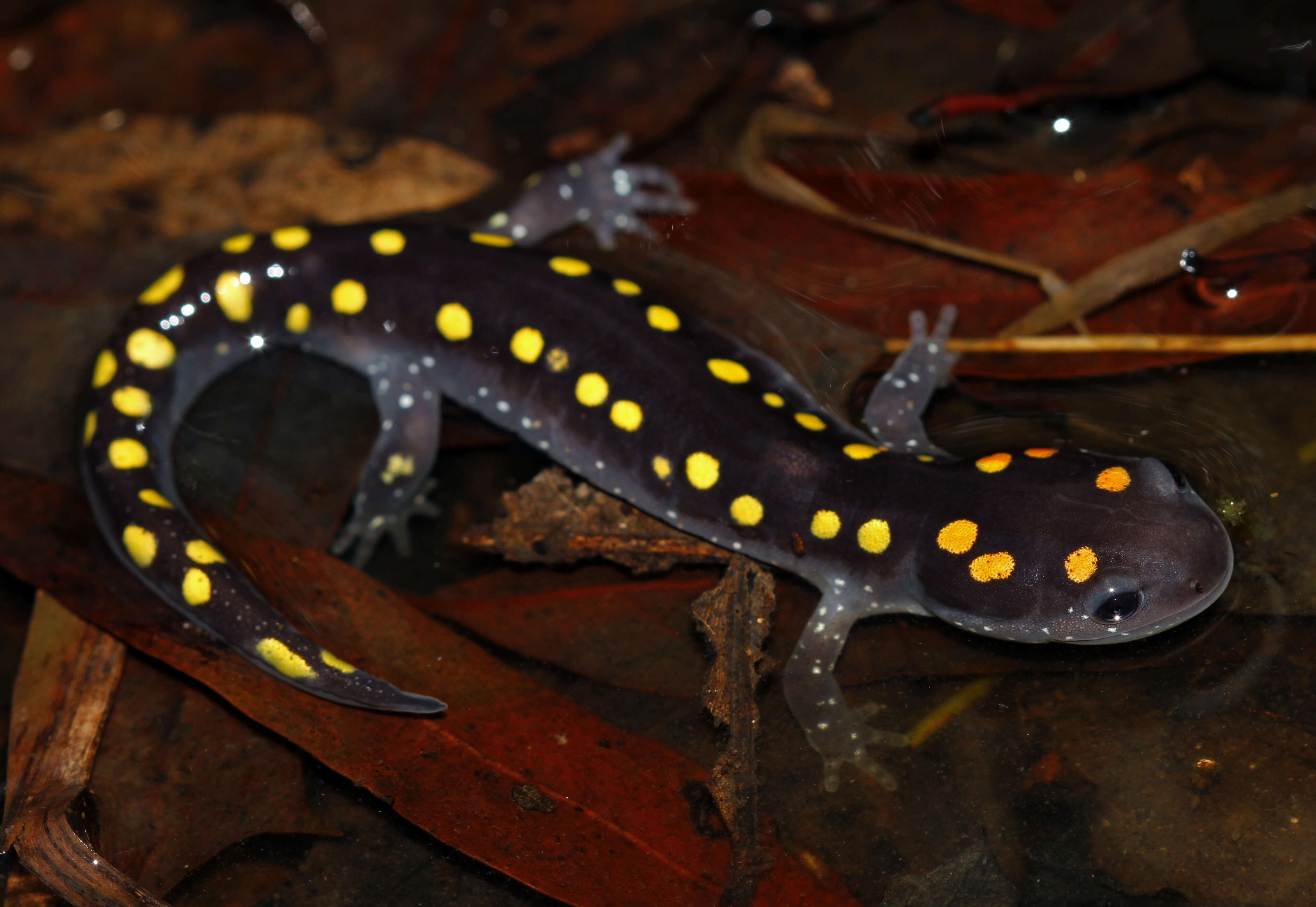 Слика од Ambystoma maculatum (Shaw 1802)