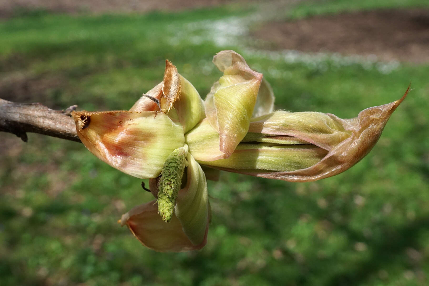 Image of shellbark hickory